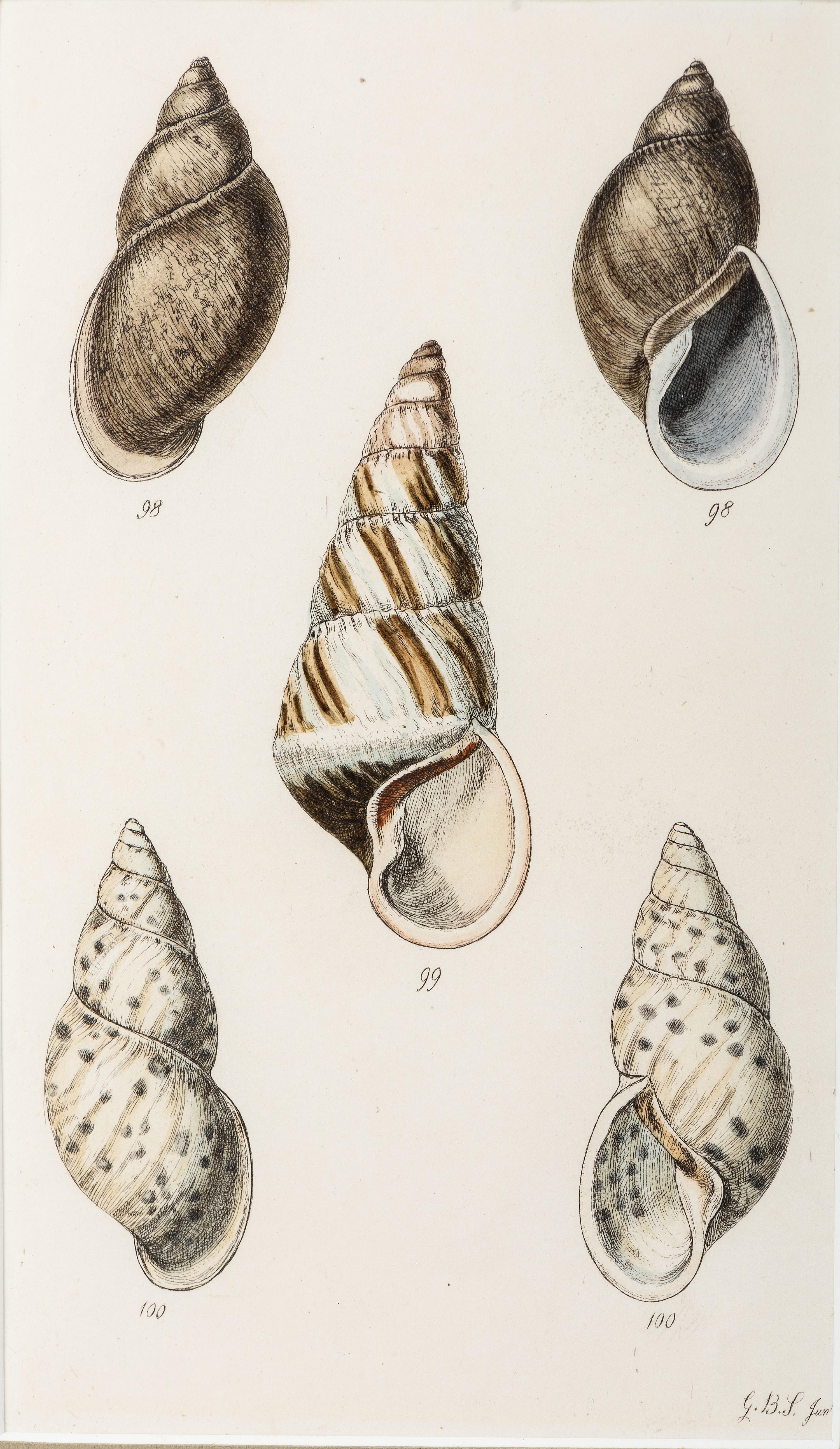 Thirteen Hand-Colored Shell Engravings