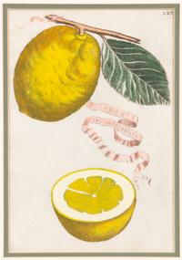 Three Hand Colored Citrus Fruit Engravings