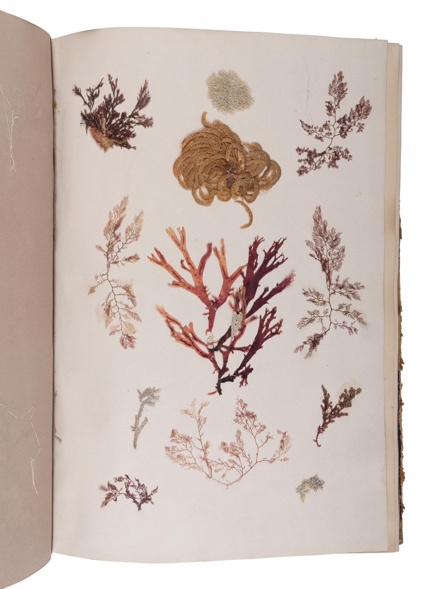 [NATURAL HISTORY - SPECIMEN ALBUMS]. A group of 15 albums of various plants. Circa 19th century.