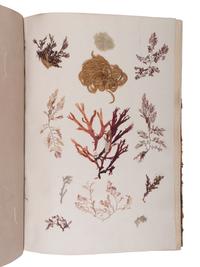 [NATURAL HISTORY - SPECIMEN ALBUMS]. A group of 15 albums of various plants. Circa 19th century.