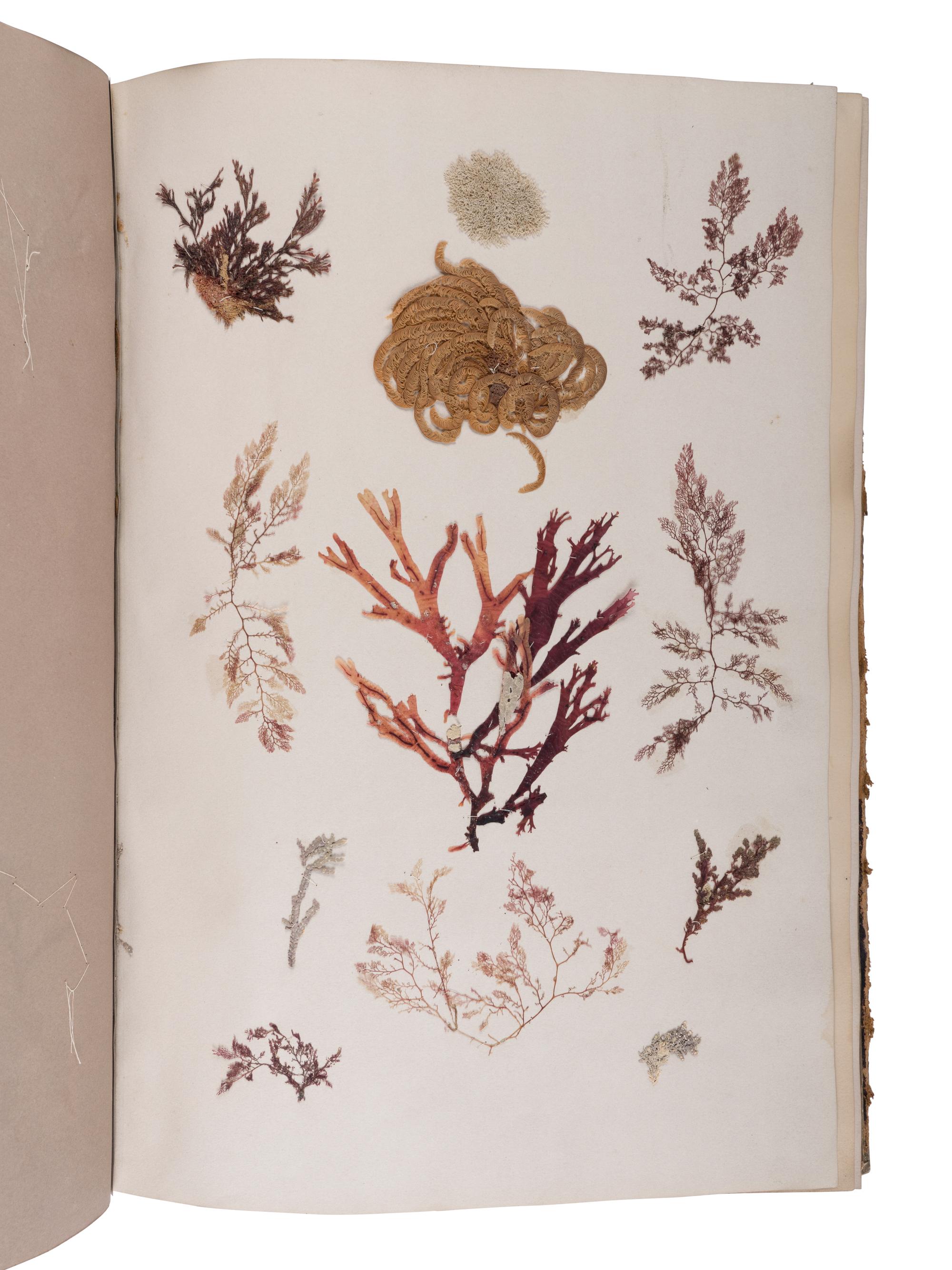 [NATURAL HISTORY - SPECIMEN ALBUMS]. A group of 15 albums of various plants. Circa 19th century.