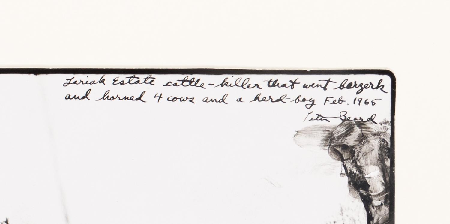 Peter Beard (1938-2020) Lariak Estate cattle-killer that went berserk and harmed 4 cows and a herd-boy, 1965