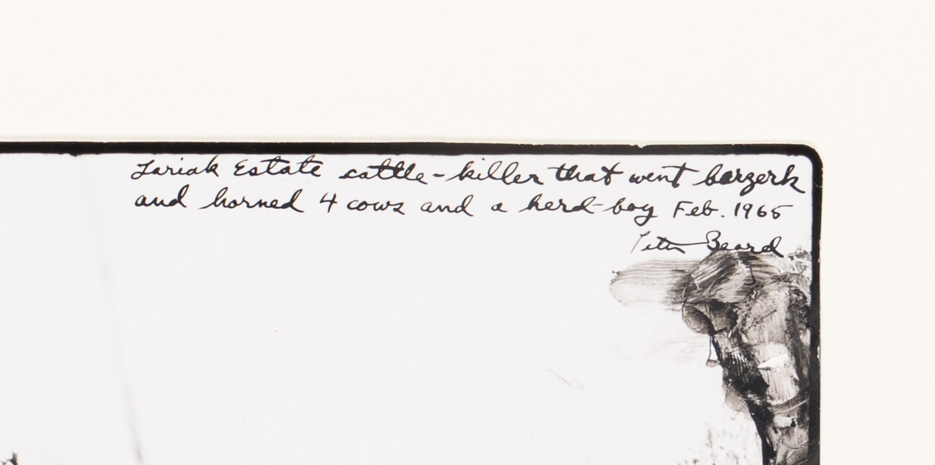 Peter Beard (1938-2020) Lariak Estate cattle-killer that went berserk and harmed 4 cows and a herd-boy, 1965