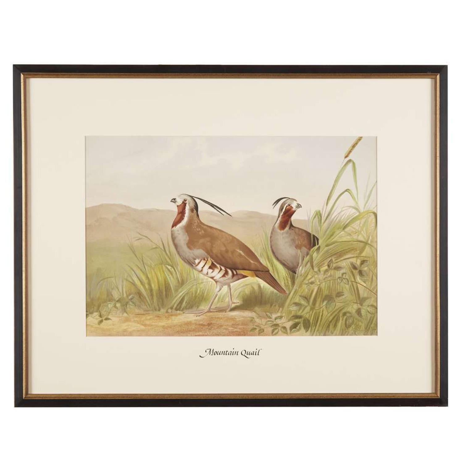 ALEXANDER POPE JUNIOR (AMERICAN 1849-1924) "BLACK DUCK" FROM UPLAND GAME BIRDS AND WATERFOWL OF THE UNITED STATES