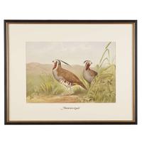 ALEXANDER POPE JUNIOR (AMERICAN 1849-1924) "BLACK DUCK" FROM UPLAND GAME BIRDS AND WATERFOWL OF THE UNITED STATES