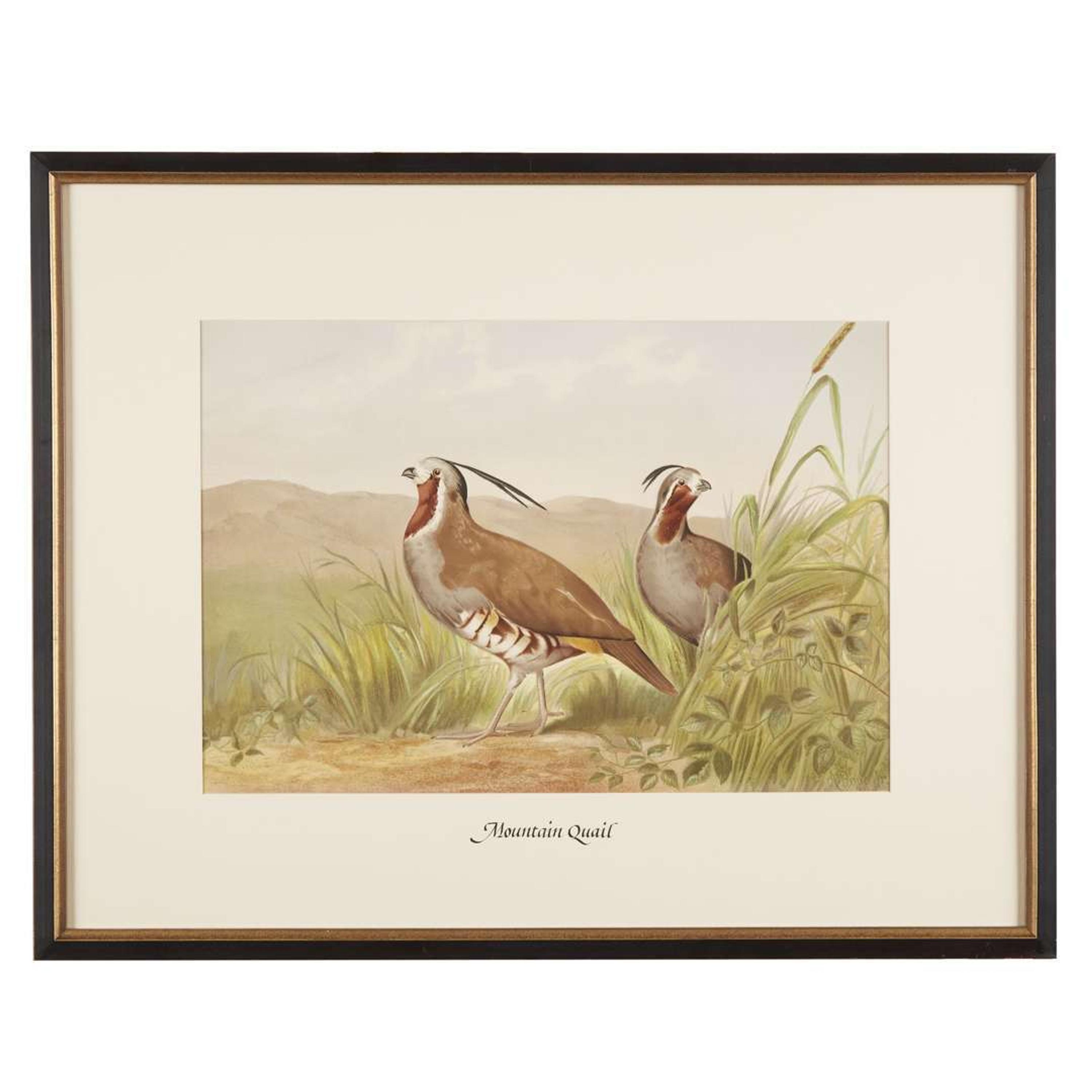 ALEXANDER POPE JUNIOR (AMERICAN 1849-1924) "BLACK DUCK" FROM UPLAND GAME BIRDS AND WATERFOWL OF THE UNITED STATES