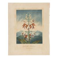 [Natural History] Thornton, Robert John. Group of 18 botanical plates from the 1812 quarto edition of "Temple of Flora"