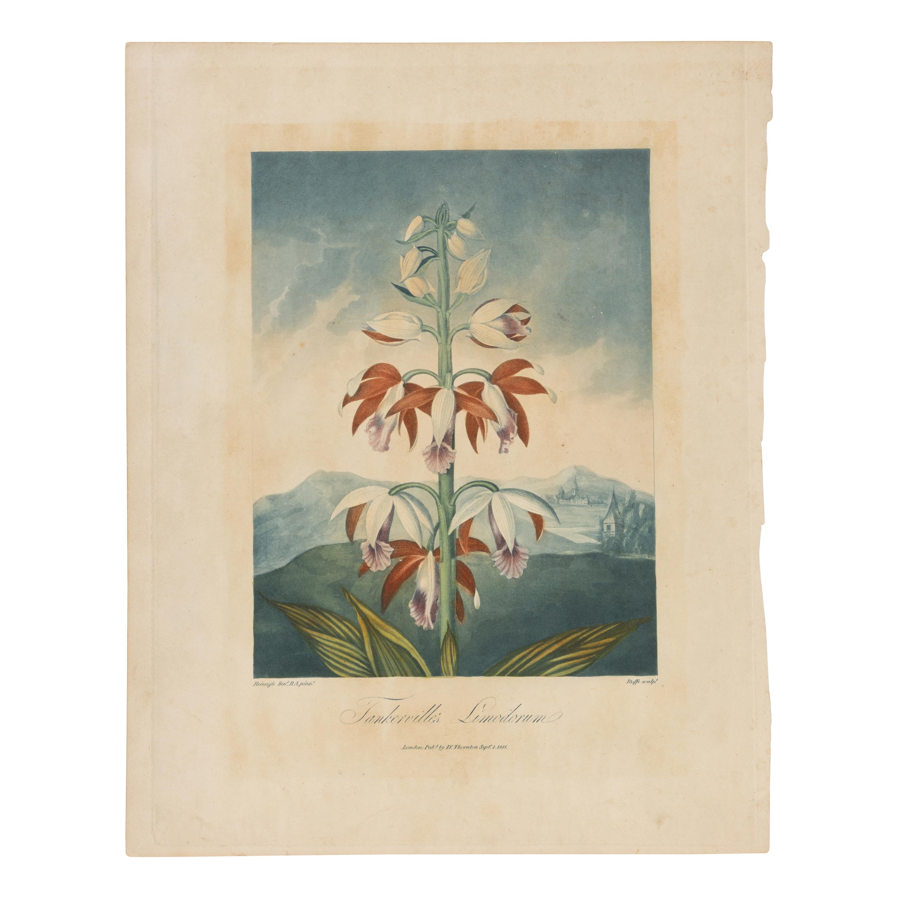 [Natural History] Thornton, Robert John. Group of 18 botanical plates from the 1812 quarto edition of "Temple of Flora"