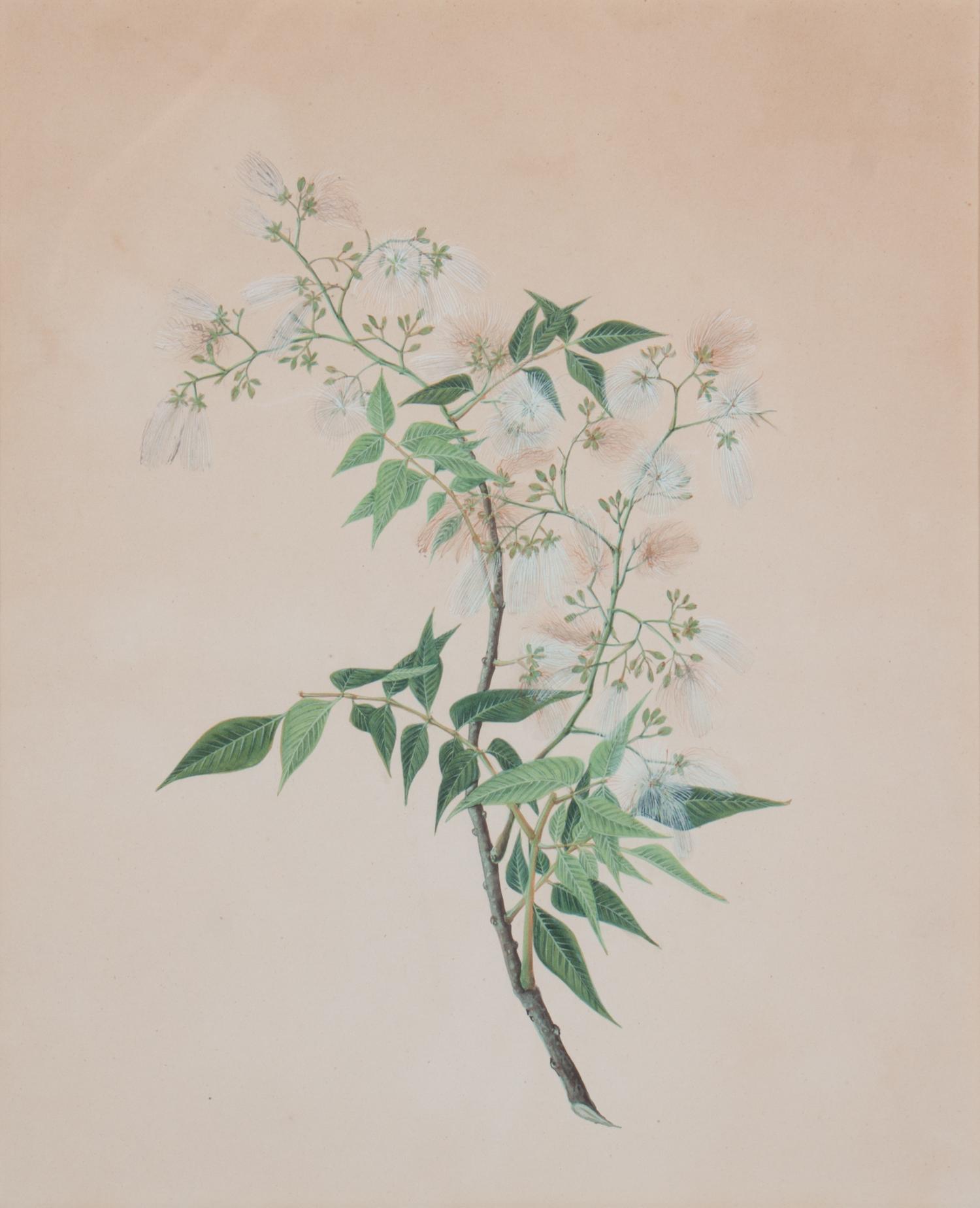 A Pair of Chinese Export Watercolors Visible: 16 x 13 inches.