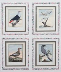 A Collection of Twelve Hand-Colored Ornithological Prints Height of each plate 9 1/2 x width 7 1/4 inches.