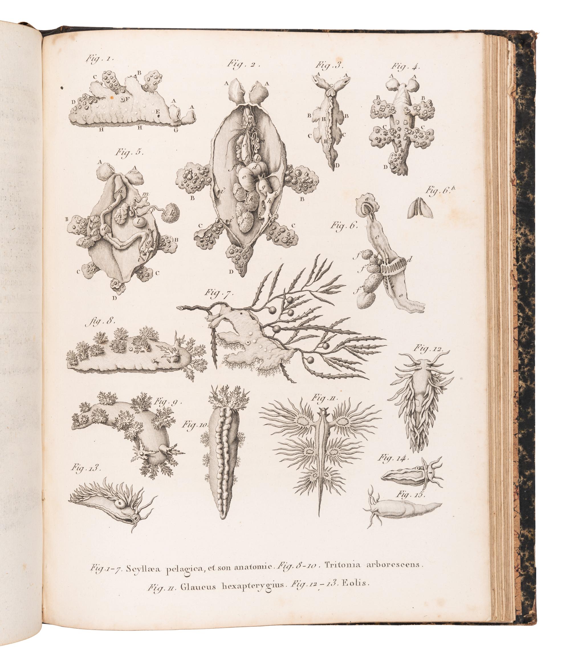 CUVIER, Georges L. C., Baron (1769-1832). A sammelband of 16 articles originally appearing in the Annales du Museum d'Histoire Naturelle . Paris, ca 1802-1815. Comprising: