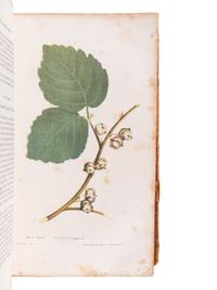 MATTSON, Morris (1809?-1885). The American Vegetable Practice, Or a New and Improved Guide to Health, Designed for the Use of Families. Boston: Daniel L. Hale, 1841.