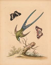 Seven English Hand-Colored Engravings After George Edwards (English, 1694-1773)