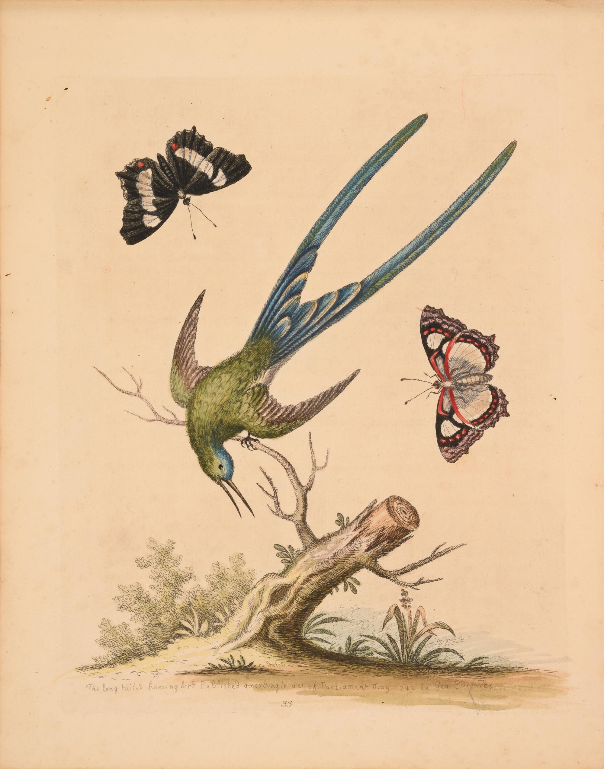 Seven English Hand-Colored Engravings After George Edwards (English, 1694-1773)