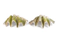 Two Large Clam Shells