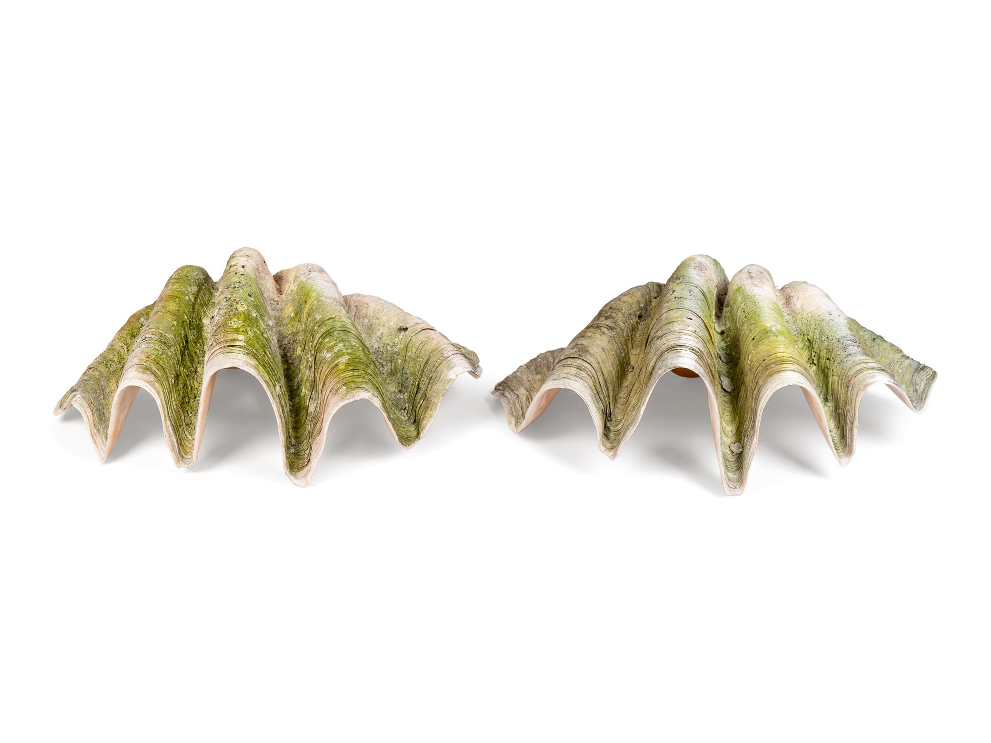 Two Large Clam Shells