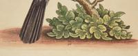 A Set of Twelve Hand-Colored Engravings of Parrots from A Natural History of Uncommon Birds by George Edwards (English, 1694-1773)