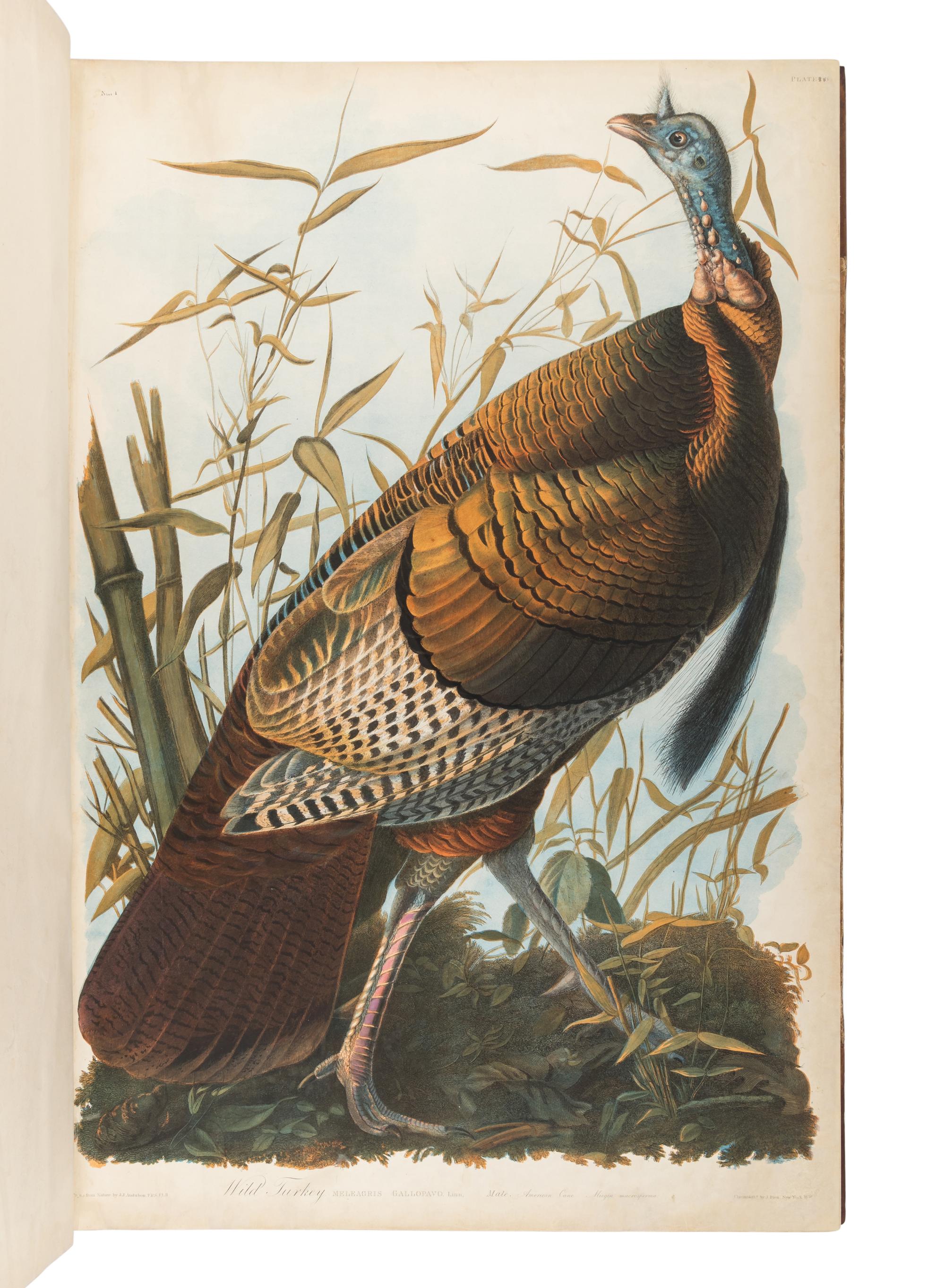 AUDUBON, John James (1785-1851). The Birds of America, from Original Drawings by John James Audubon...Reissued by J [ ohn ] W [ oodhouse ] Audubon . New York: Roe Lockwood & Son, 1860.