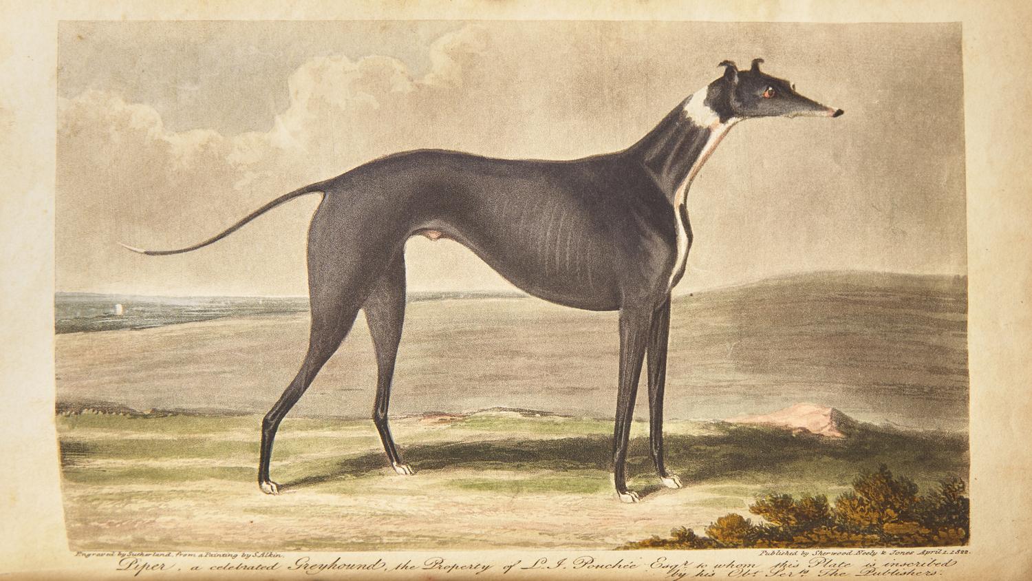 [Sporting] The Annals of Sporting and Fancy Gazette; A Magazine, Entirely Appropriated to Sporting Subjects and Fancy Pursuits; Containing every Thing Worthy of Remark on Hunting, Shooting, Coursing, Racing, Fishing, Cocking, Pugilism, Wrestling, Singlestick, Pedestrianism, Cricket, Billiards, Rowing, Sailing, &c., &c...