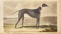 [Sporting] The Annals of Sporting and Fancy Gazette; A Magazine, Entirely Appropriated to Sporting Subjects and Fancy Pursuits; Containing every Thing Worthy of Remark on Hunting, Shooting, Coursing, Racing, Fishing, Cocking, Pugilism, Wrestling, Singlestick, Pedestrianism, Cricket, Billiards, Rowing, Sailing, &c., &c...