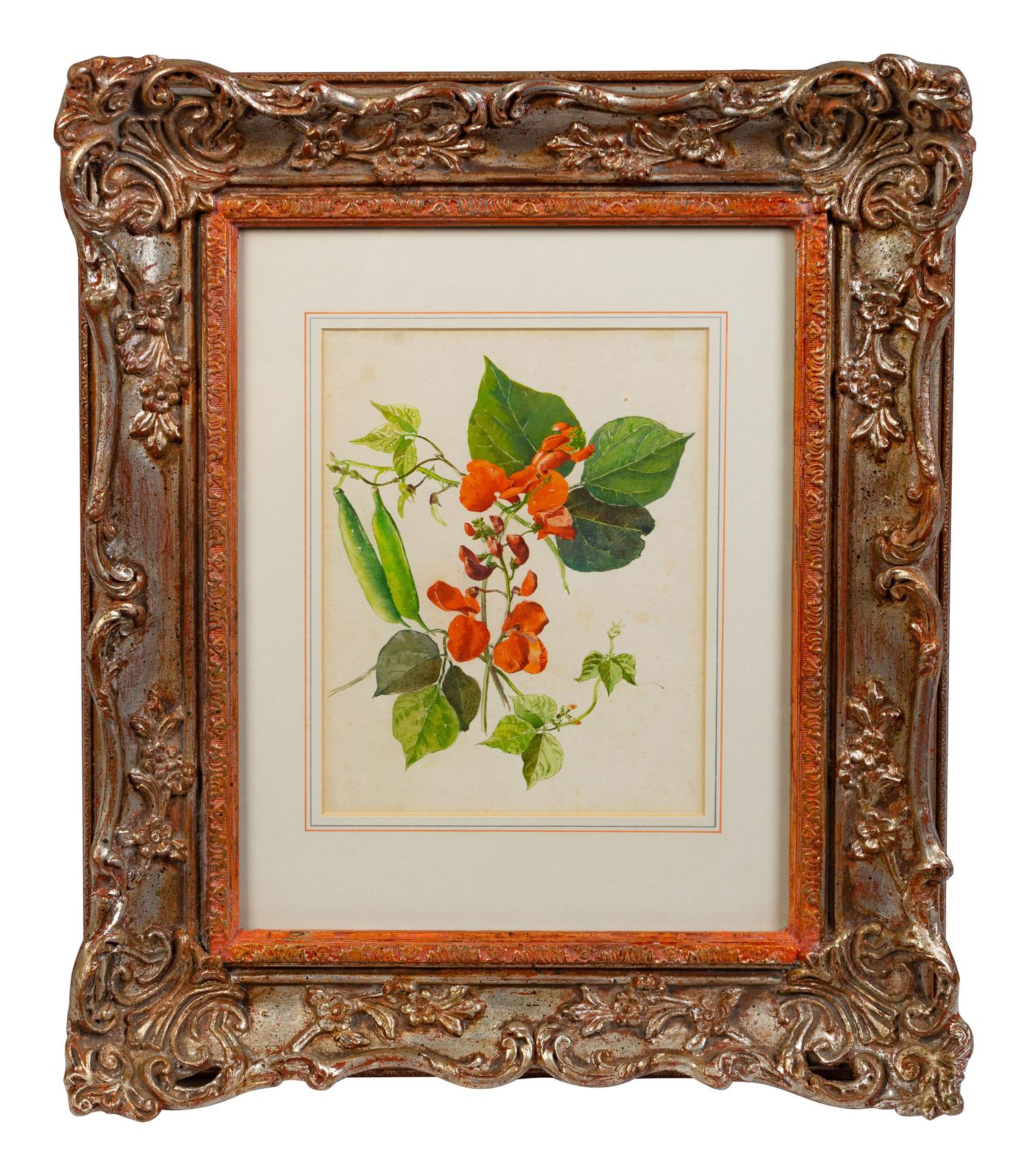English School Double Blossomed Pomegranate and Sweet Peas watercolor Each 9 x 6 3/4 inches.