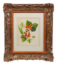 English School Double Blossomed Pomegranate and Sweet Peas watercolor Each 9 x 6 3/4 inches.