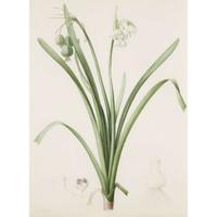 PIERRE-JOSEPH REDOUTÉ (FRENCH 1759–1840) “LEUCOJUM AESTIVUM" FROM LES LILIACÉES