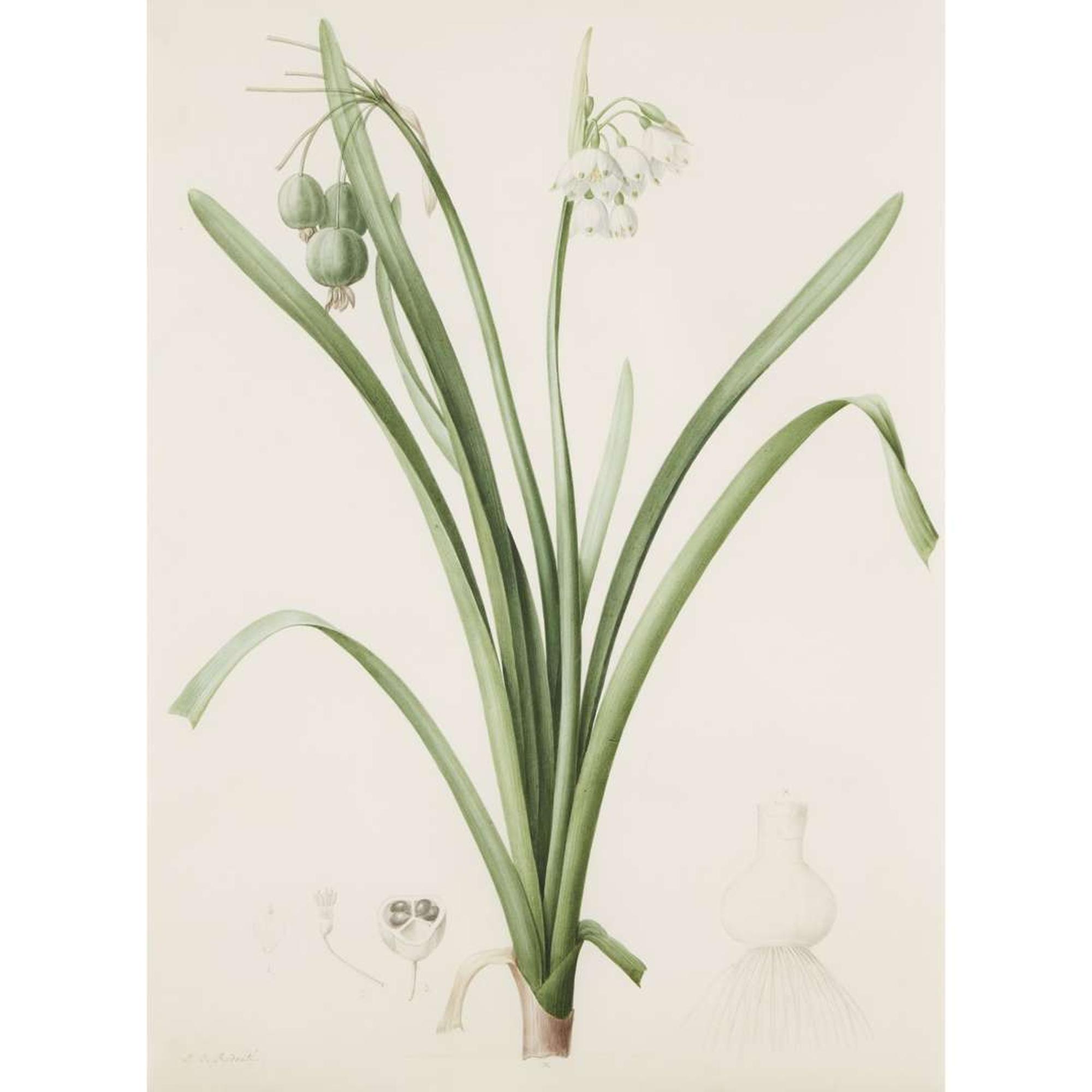 PIERRE-JOSEPH REDOUTÉ (FRENCH 1759–1840) “LEUCOJUM AESTIVUM" FROM LES LILIACÉES