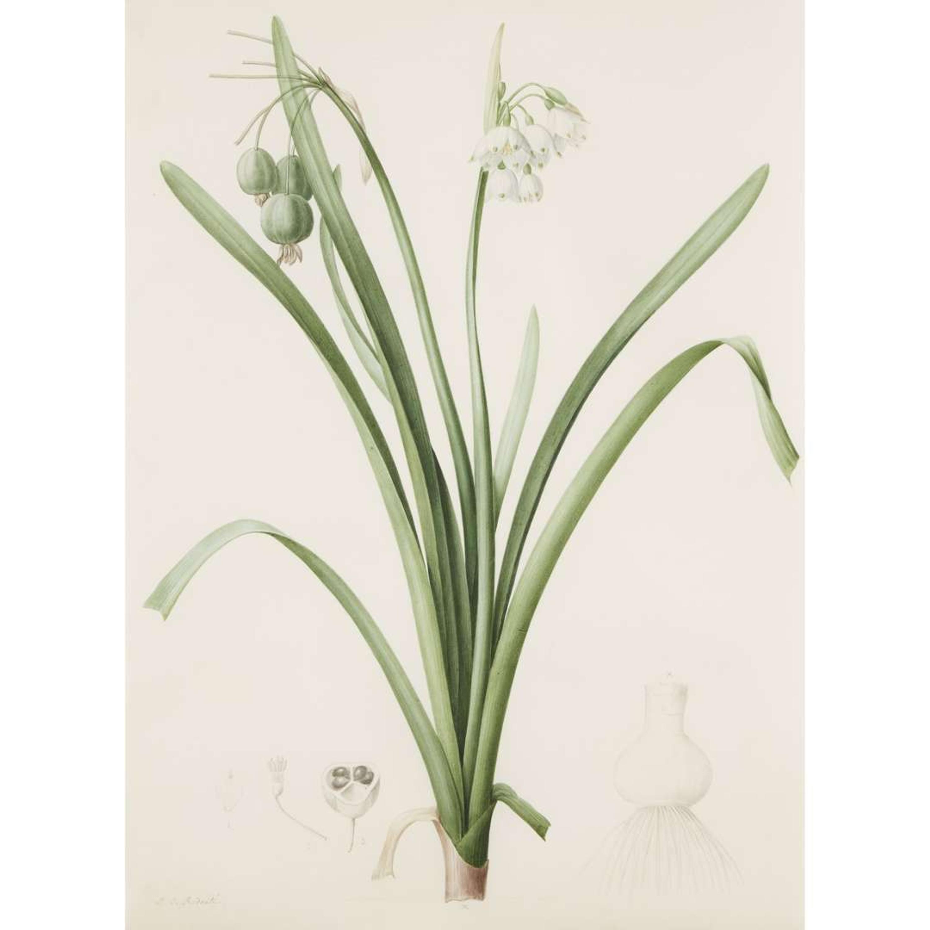 PIERRE-JOSEPH REDOUTÉ (FRENCH 1759–1840) “LEUCOJUM AESTIVUM" FROM LES LILIACÉES