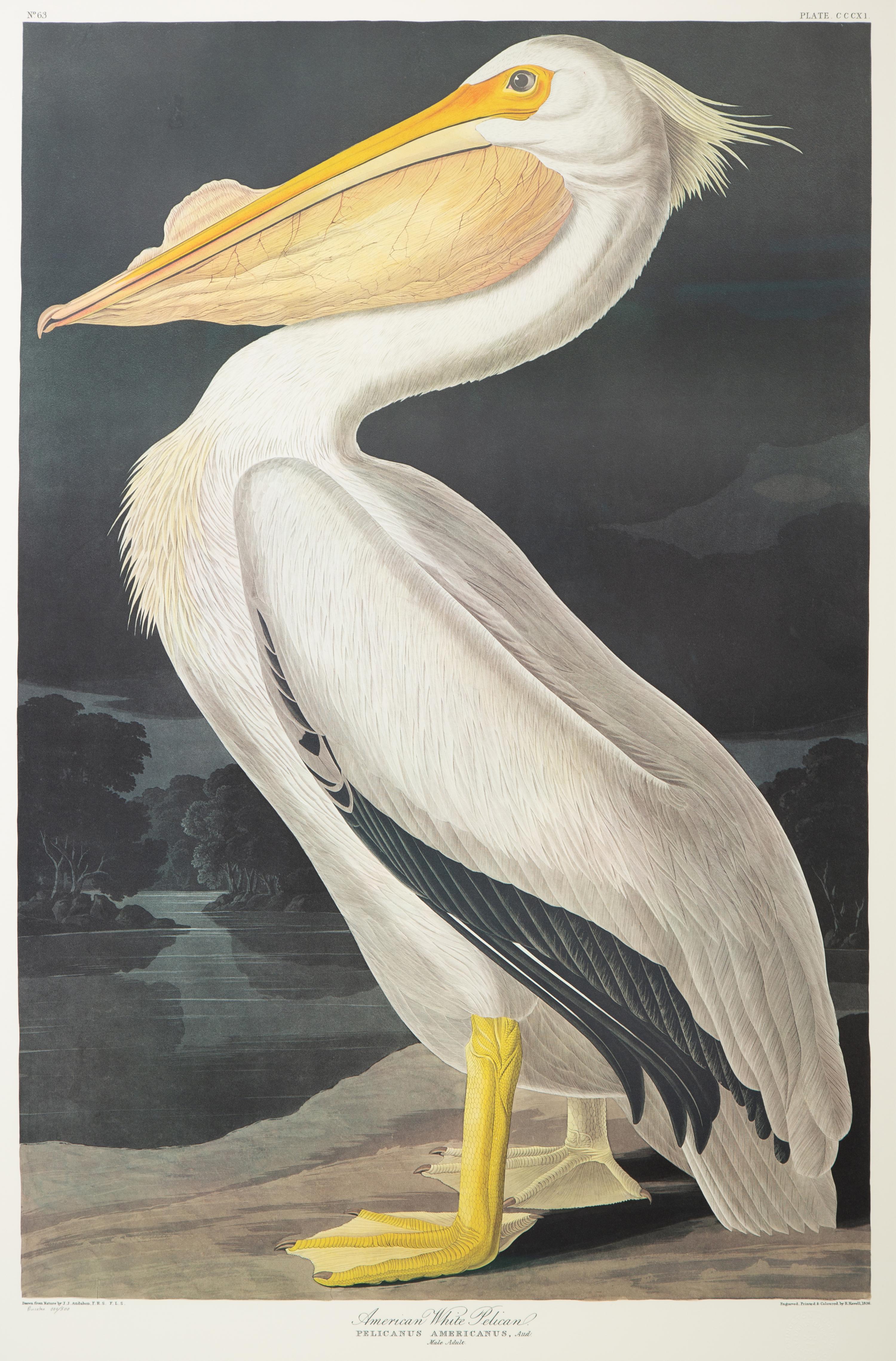 American White Pelican, Plate CCCXI , Later Printing
