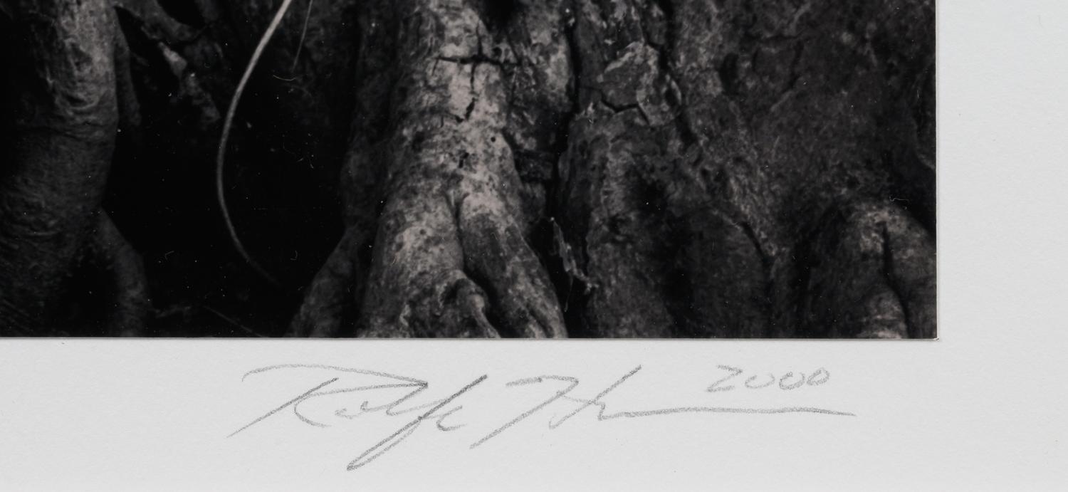 Buddha in Trees