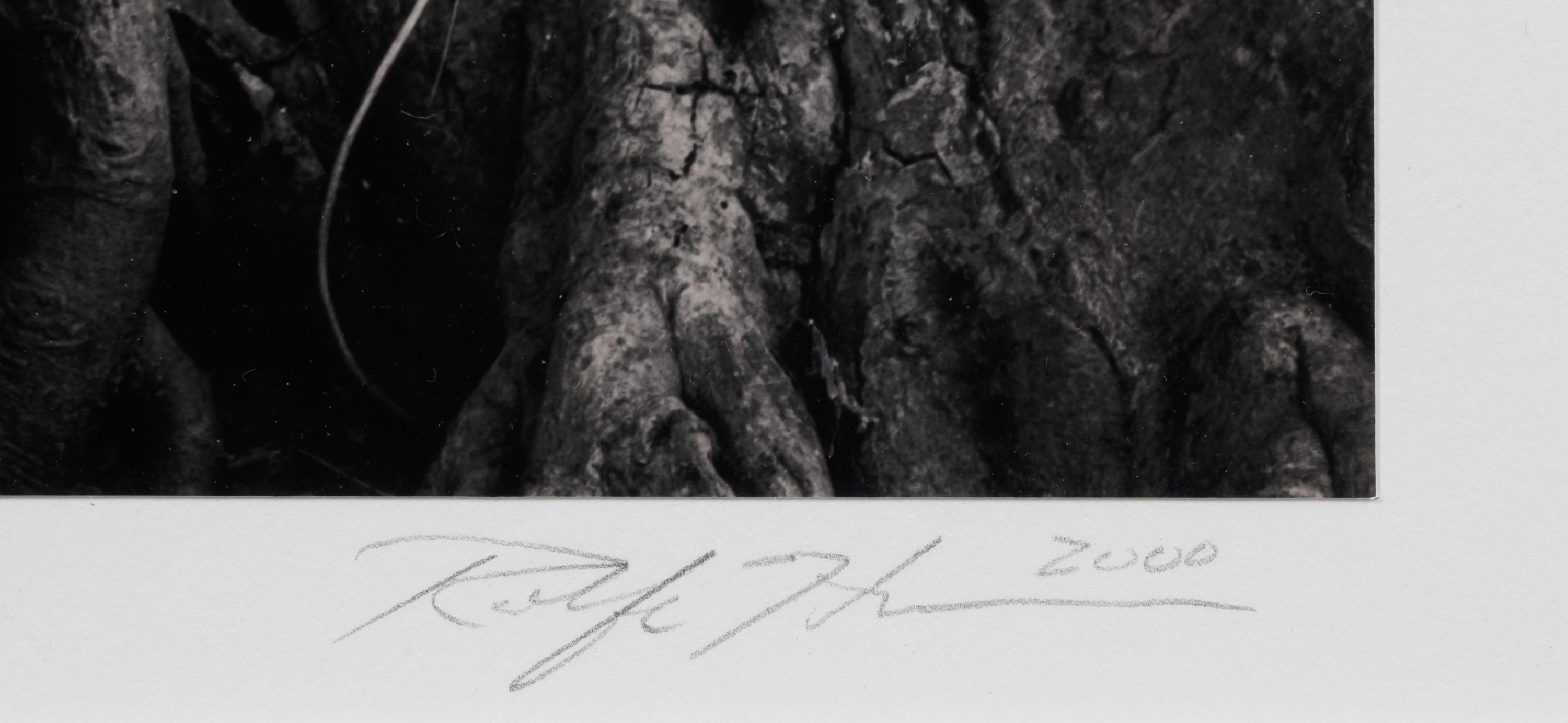Buddha in Trees