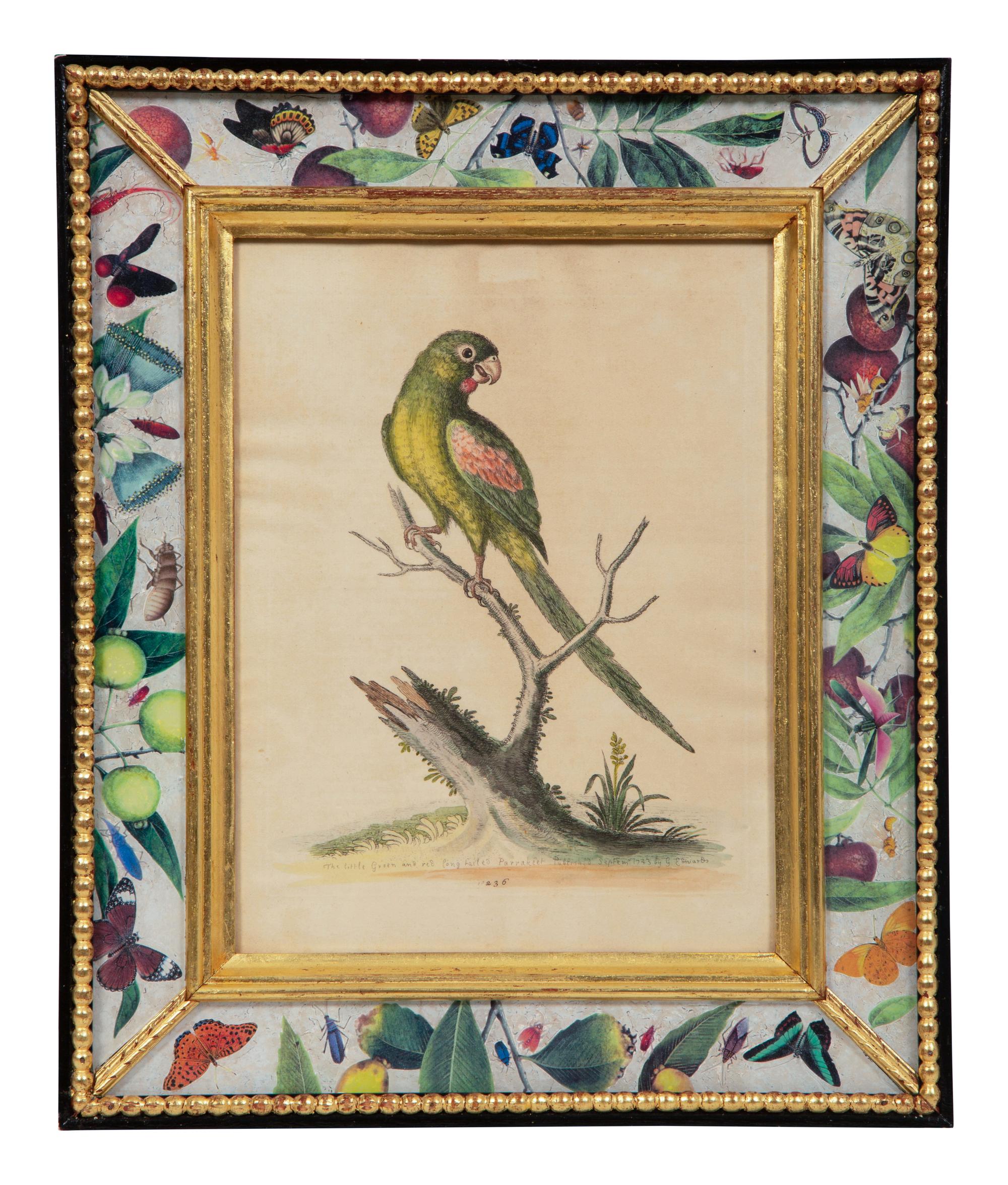 A Set of Twelve Hand-Colored Engravings of Parrots from A Natural History of Uncommon Birds by George Edwards (English, 1694-1773)