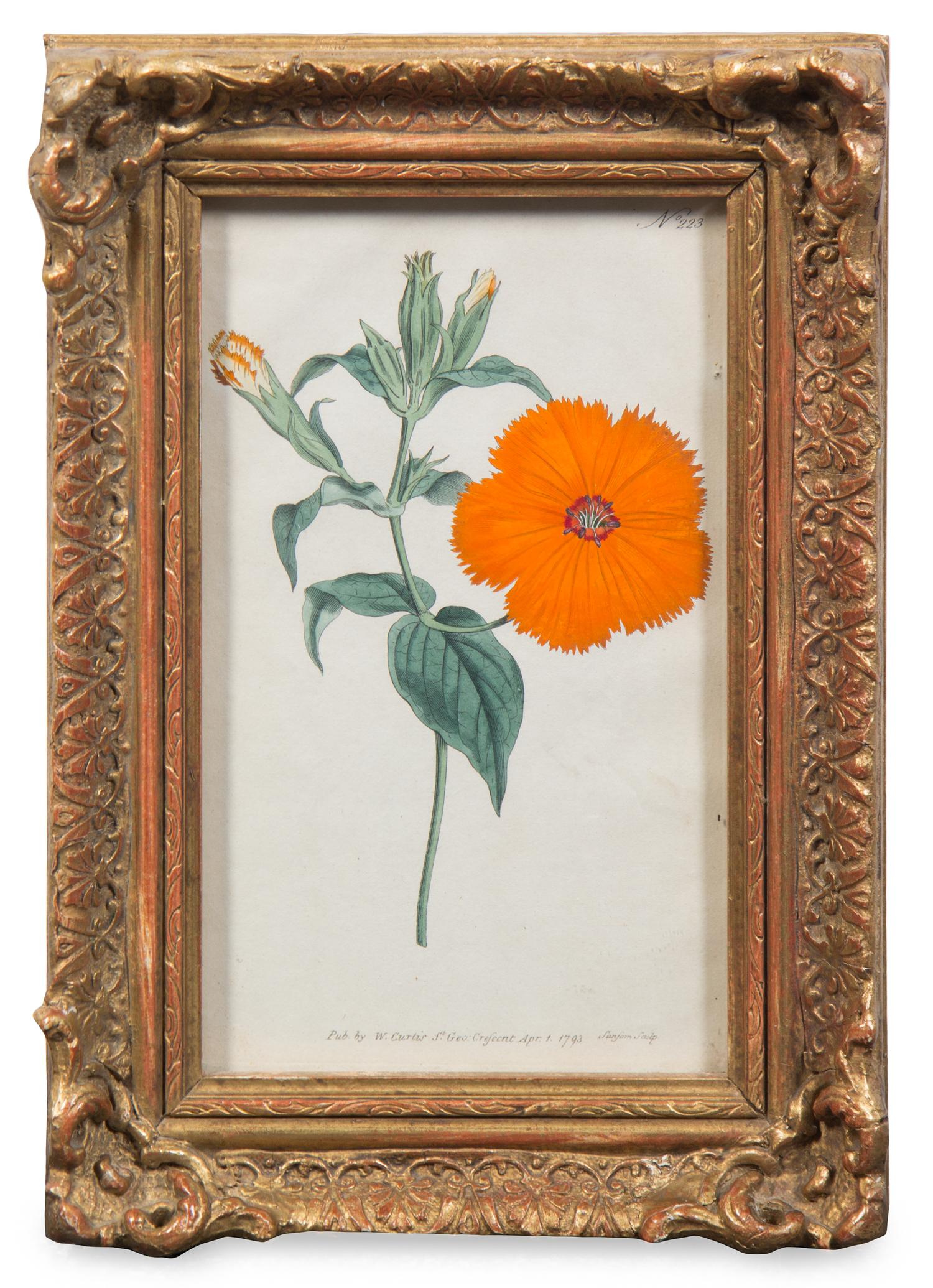 A Group of Four Hand-Colored Botanical Engravings Largest: 21 1/2 x 17 1/2 inches overall.