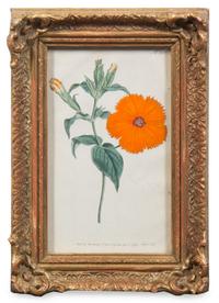 A Group of Four Hand-Colored Botanical Engravings Largest: 21 1/2 x 17 1/2 inches overall.