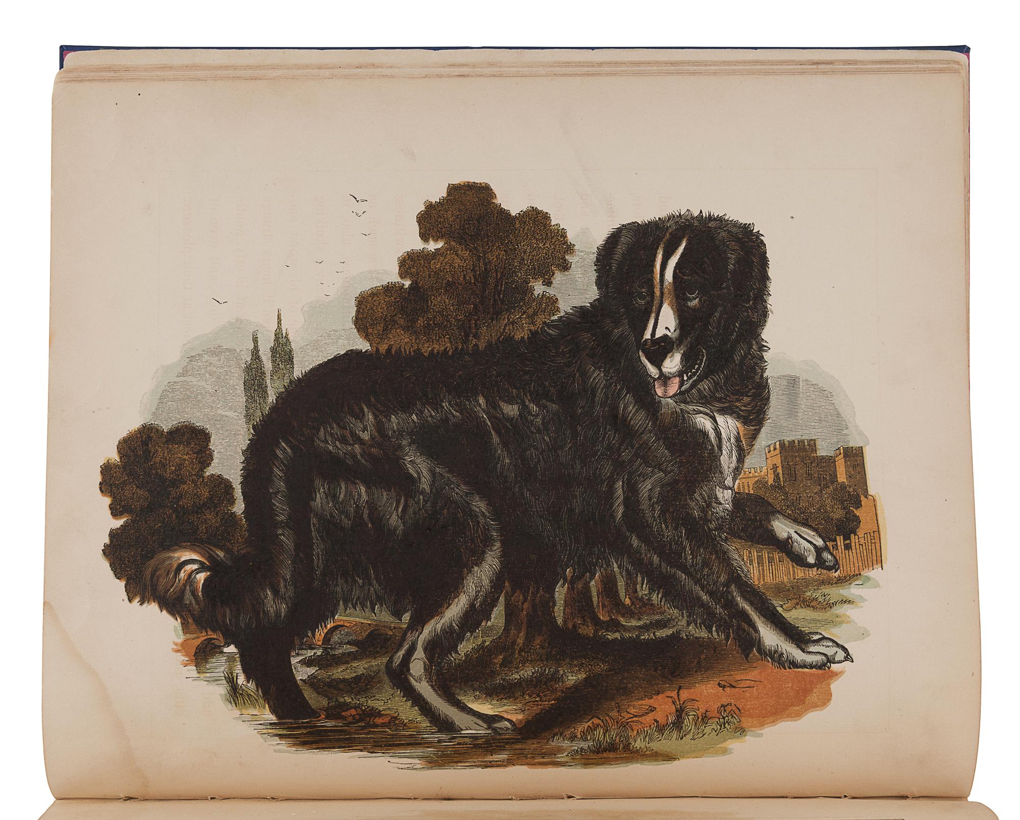 ASHMEAD, Henry B. The Illustrated Book of Natural History. Philadelphia: Ashmead & Evans, 1859.