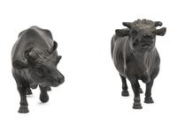 A Pair of Bronze Bulls