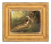 Bird Nest