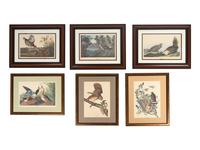 Thirteen Birds of America Prints and an Arthur Singer print of Woodpeckers, Honeyguides and Barbets