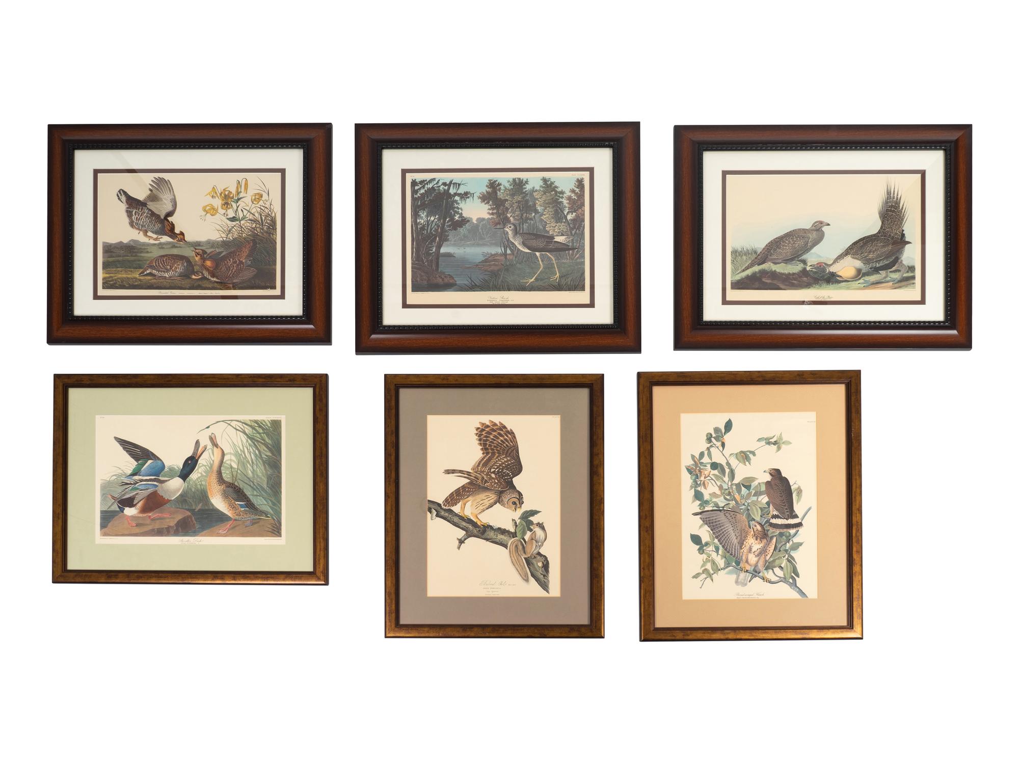 Thirteen Birds of America Prints and an Arthur Singer print of Woodpeckers, Honeyguides and Barbets