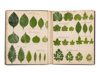 [SPECIMEN ALBUM - ARTIFICIAL LEAVES AND FLOWERS]. Collection of artificial leaves and flowers. [France, ca 1880?].