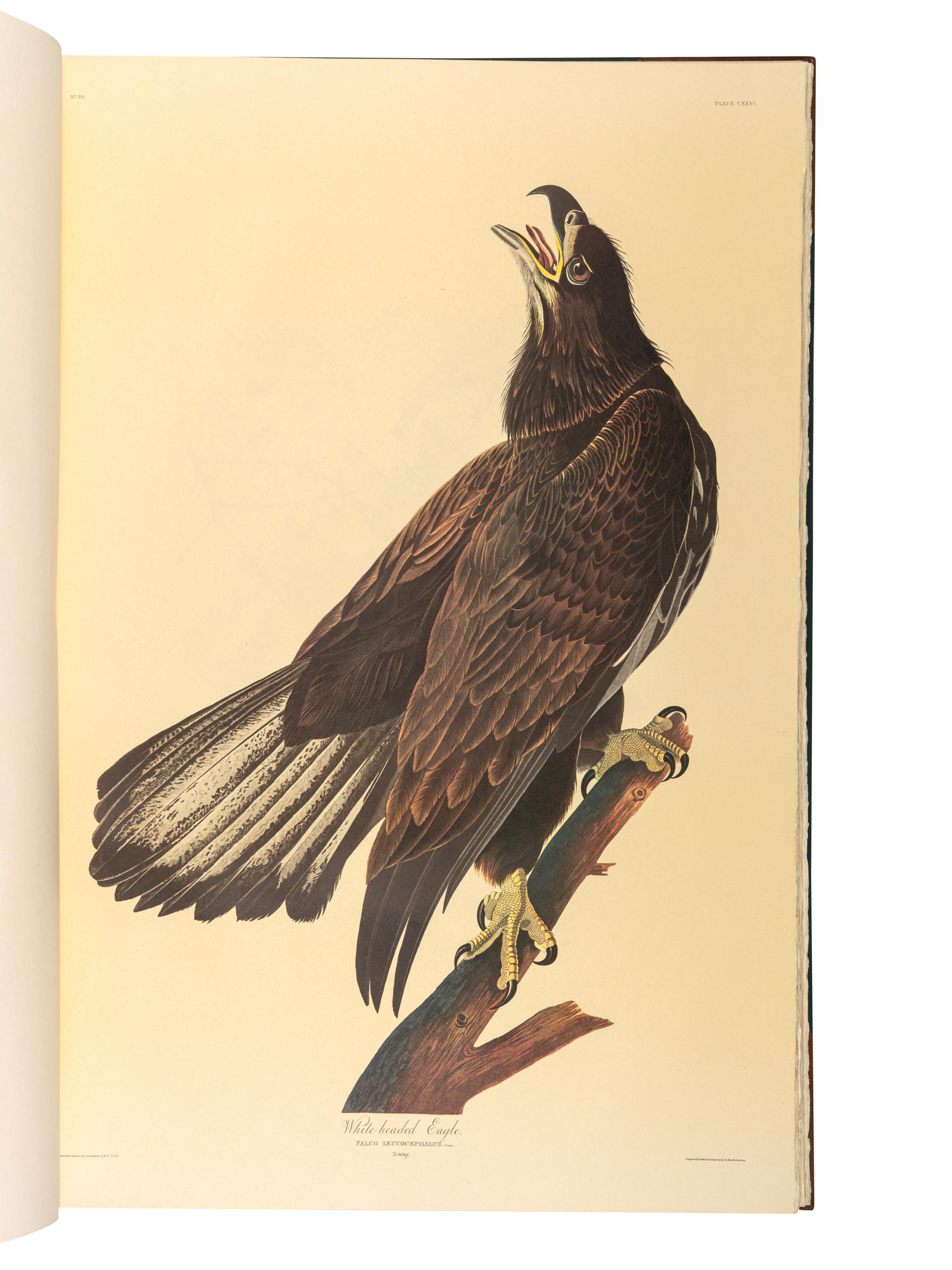 AUDUBON, John James (1785-1851). The Birds of America . New York and Amsterdam: Johnson Reprint Co. & Theatrum Orbis Terrarum [i.e. Nico Israel], 1971-1972.