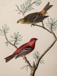 AUDUBON, John James (1785-1852) et al, after A group of 10 octavo-format prints, comprising: