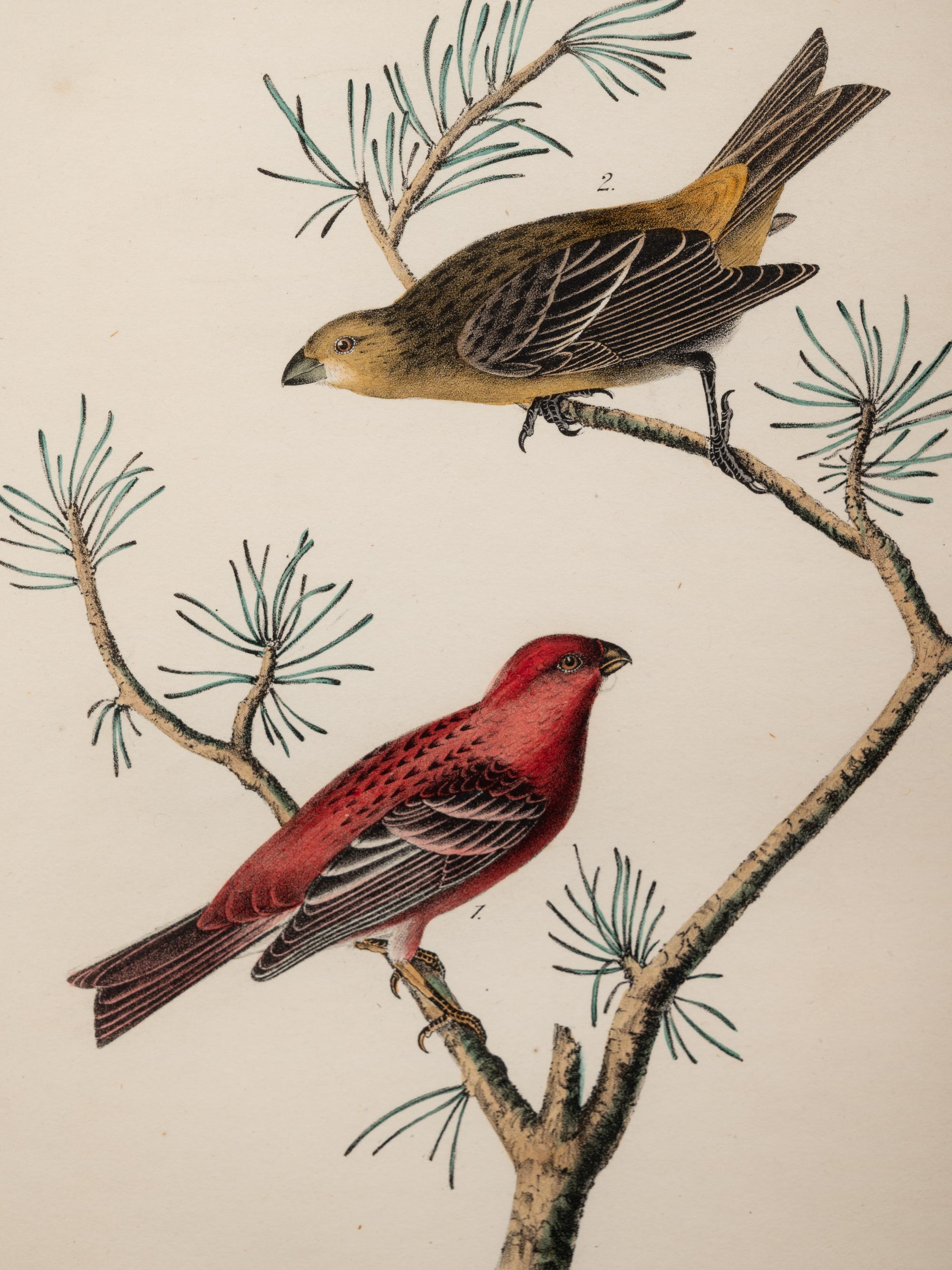 AUDUBON, John James (1785-1852) et al, after A group of 10 octavo-format prints, comprising: