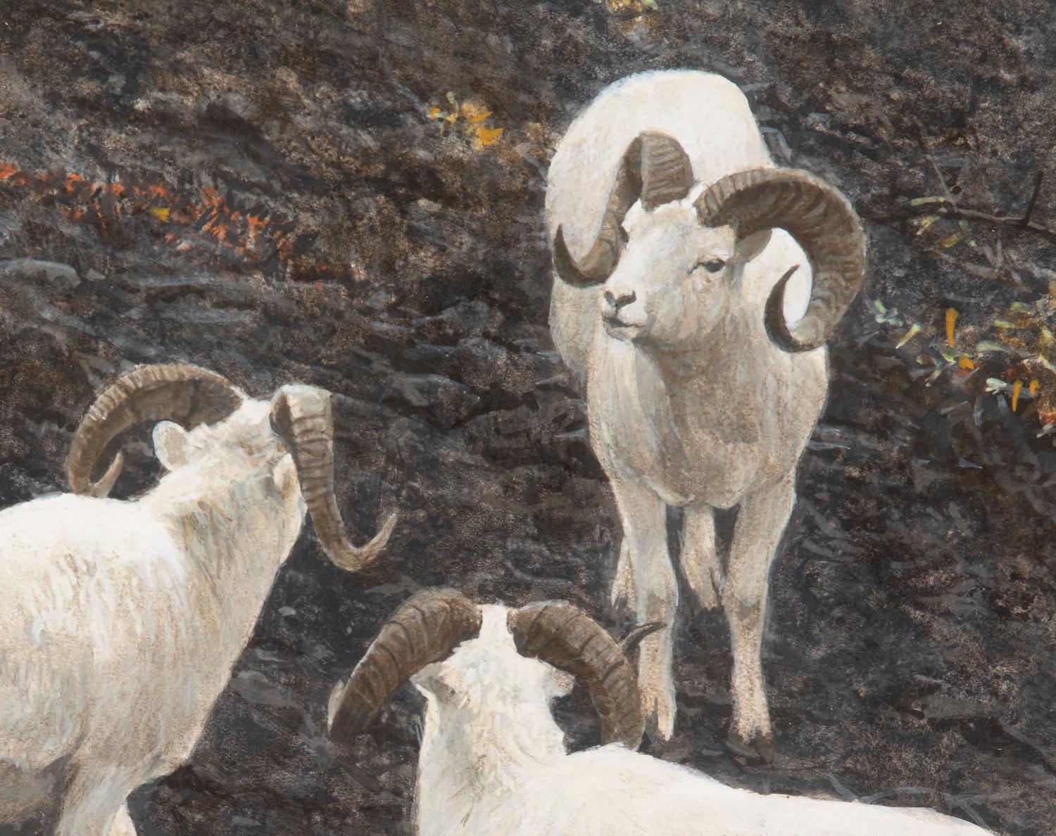 Alaska - Dall Sheep