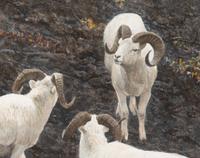 Alaska - Dall Sheep