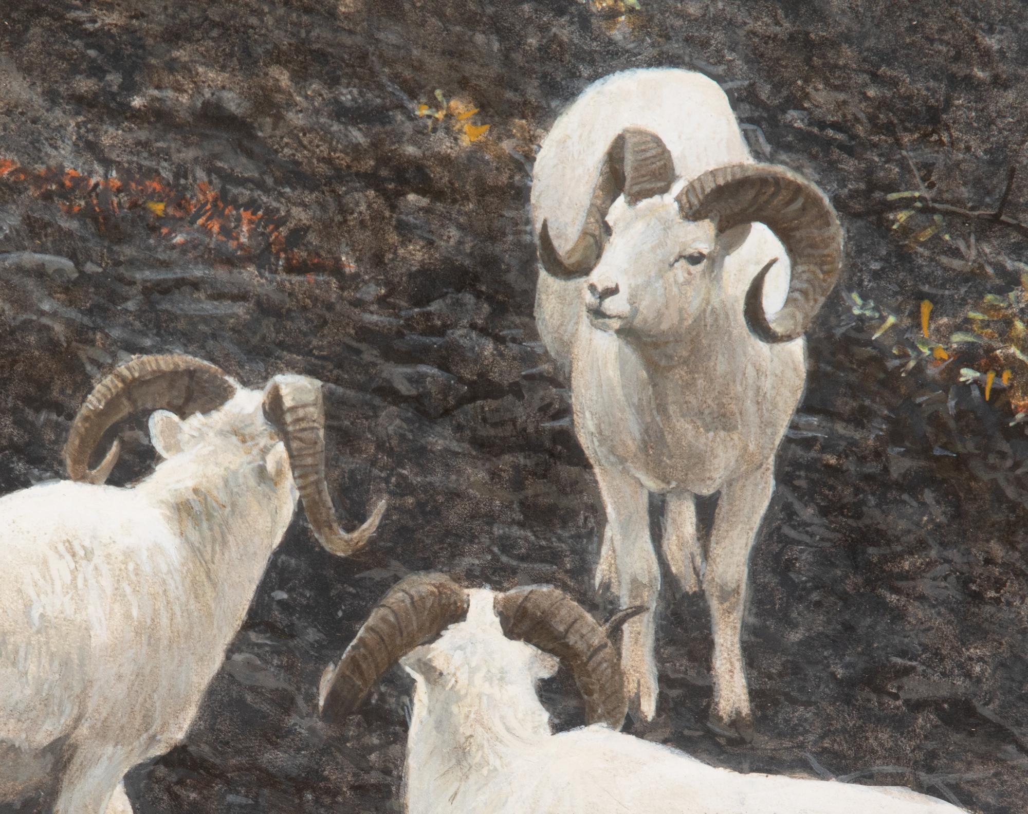 Alaska - Dall Sheep