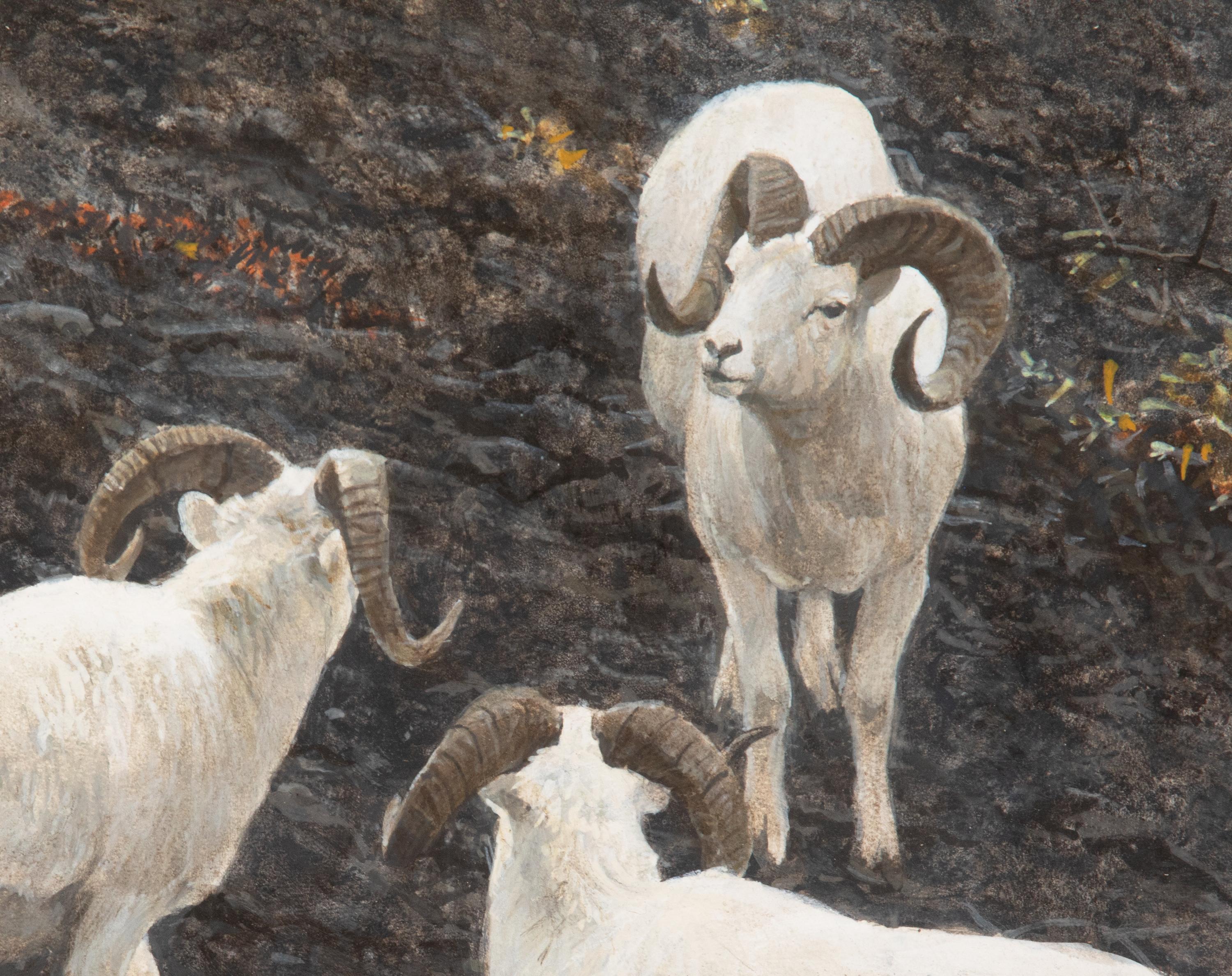 Alaska - Dall Sheep
