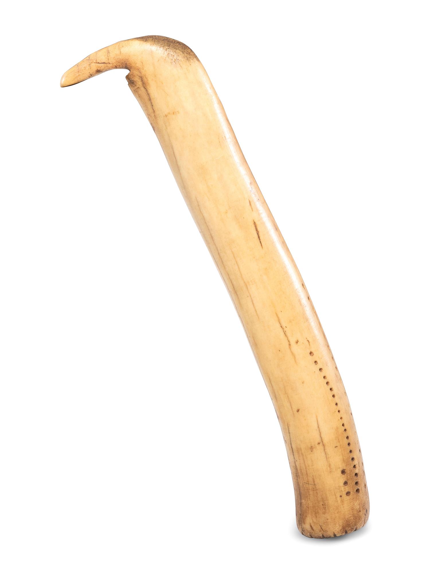 Plains Elk Antler Flesher