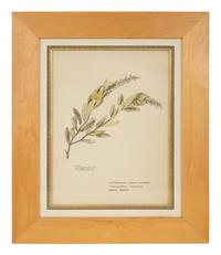 Eighteen Botanical Watercolors